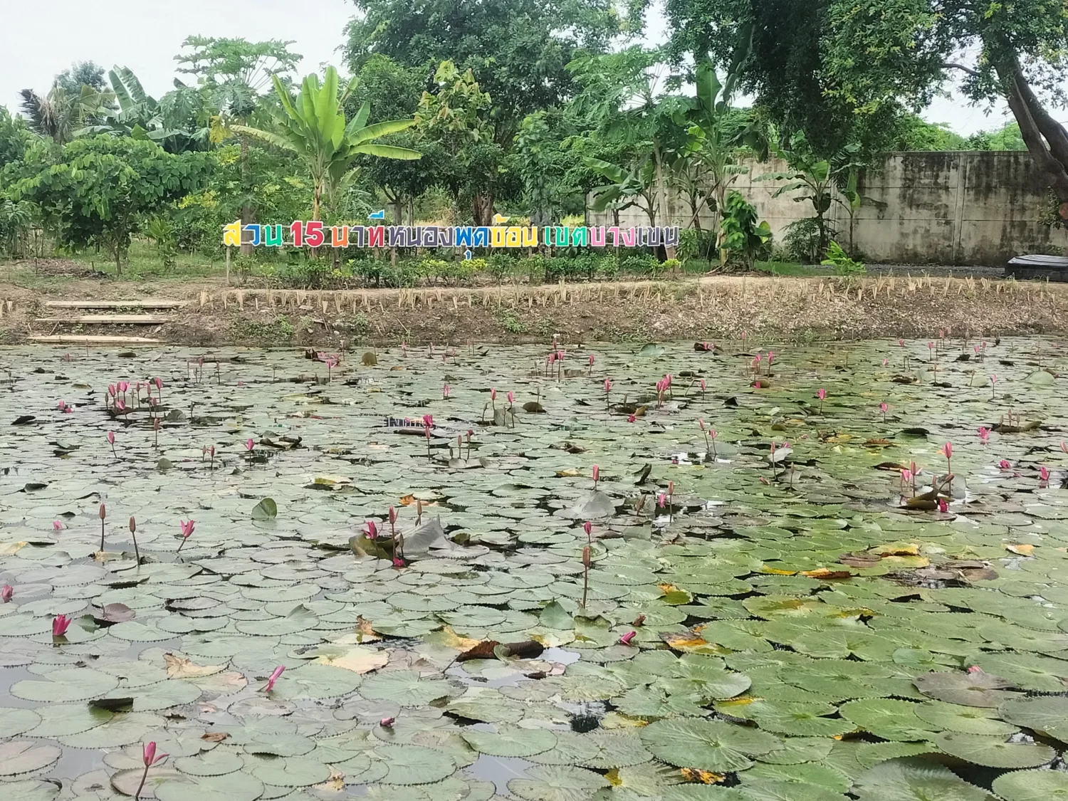 สวนหย่อมหนองพุดซ้อน